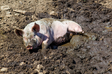 Schwein im Matsch