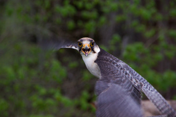 Lannerfalke
