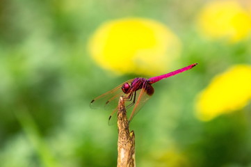 Red dragonfly