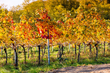 Vineyard in vibrant autumn colors after harvest at golden sunset. Burgenland, Austria.