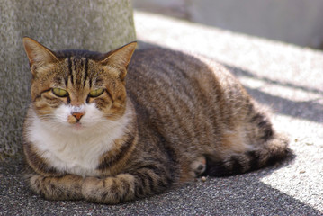 伏せてこちらを見つめる猫