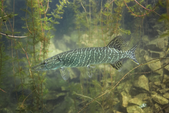 northern pike, esox lucius, czech dive