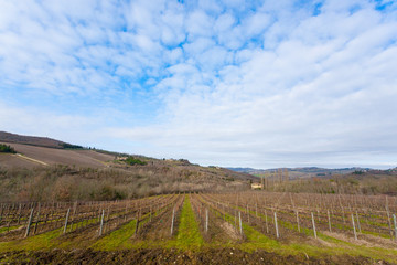 Rows of vineyards from Tuscany hills