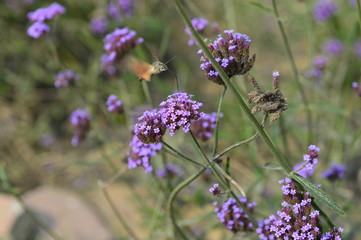 Bee honey in the flying insects
