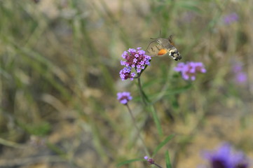 Bee honey in the flying insects