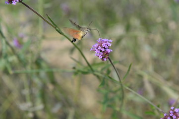 Bee honey in the flying insects