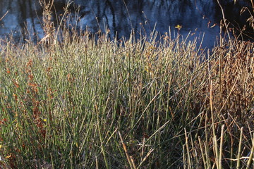 tall dry grass in the wind