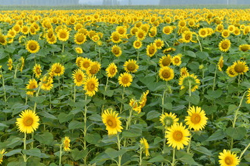 Sunflowers in the field