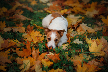 Cute and funny dog in the park in the fall. Pet in nature. Autumn mood. Jack Russell Terrier