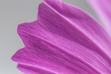 cosmos flower bipinnatus close up 