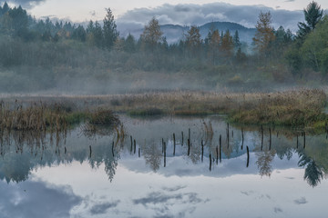 Fog On The Beaver Pond