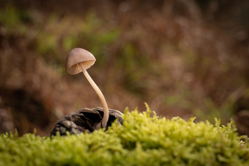 Buscando setas en Otoño
