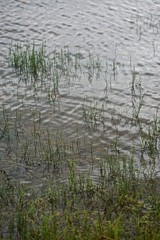 Blades of grass and their reflections make interesting patterns in rippling water at the edge of a lake.