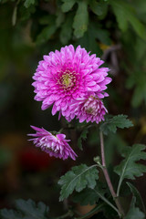 Fototapeta premium Beautiful pink chrysanthemum growing in the garden, background, autumn flowers