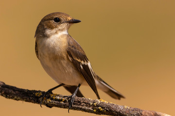 Papamoscas Cerrojillo