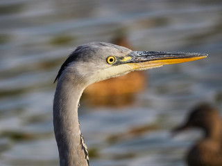 Garza Real (Ardea Cinerea)