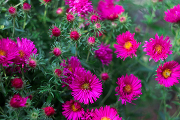 Fototapeta premium Perennial Aster - flowering pink autumn flowers in the garden background