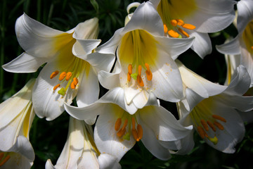 A lot of flowers of white lilies blooming in the garden, beautiful flowers, background﻿