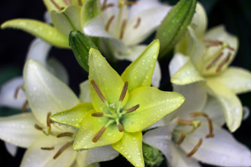 Fototapeta premium White lilies with drop blooming in the garden, beautiful flowers after the rain, background