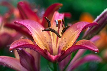 Pink lilies with drop blooming in the garden, beautiful flowers after the rain, background