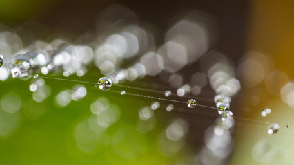 bokeh covered spider web droplets