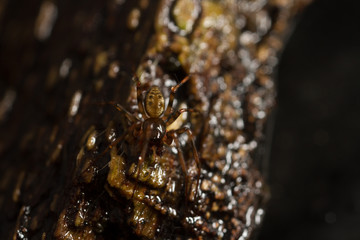 Lepthyphantes minutus money spider