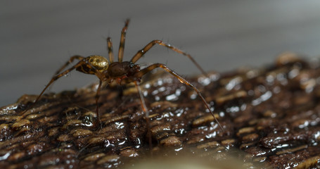 Lepthyphantes minutus money spider