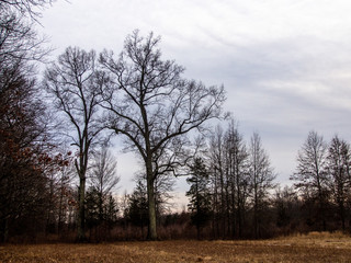 naked trees in the woodland in winter