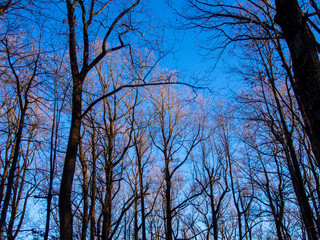 silhouetted trees in golden light on winter afternoon