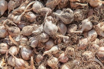 garlic harvest