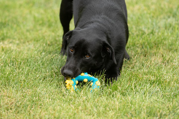 Black lab with chew toy in green grass, wistful look.