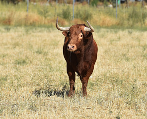 bull in spain