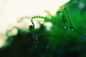 green fern with dew drop  at  sunrise  fresh  spring narure background