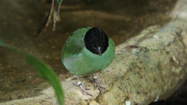 Hooded pitta scratching its head and then hoping away.