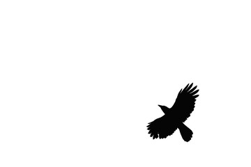 A photo of crows taken in flight on a white background