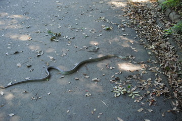道を横切る蛇