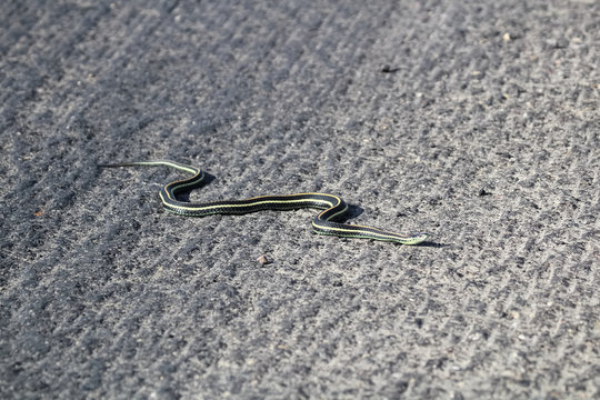 A garter snake crosses on a rough road