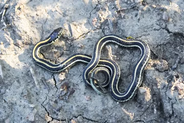 Foto op Aluminium A young garter snake basking on cracked muddy ground © Amelia