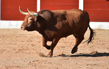 toro en plaza de toros
