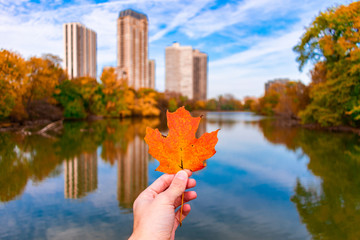 Leaf held at North Pond during Autumn in Lincoln Park Chicago