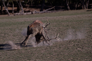 Combat de cerfs