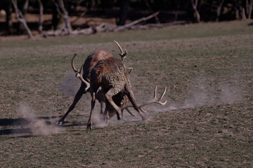 Combat de cerfs