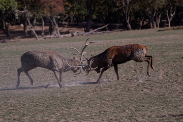 Combat de cerfs