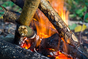 Campfire in the forest closeup
