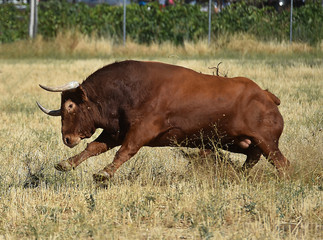 toro en españa