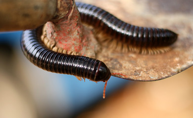Millipede or Diplopoda. Group of arthropods that are characterized by having two pairs of jointed legs on most body segments