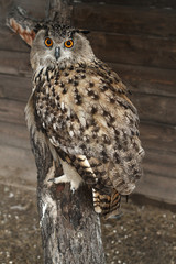 owl