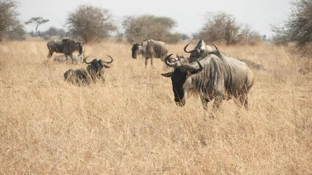 180p slow motion wide shot of wildebeeest walking at tarangire national park in tanzania