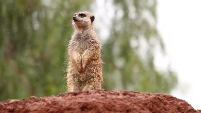 Sweet suricate animal standing in the rain watching out from a rock observing the environment