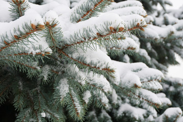 Blue Christmas tree in the snow. Winter season background.